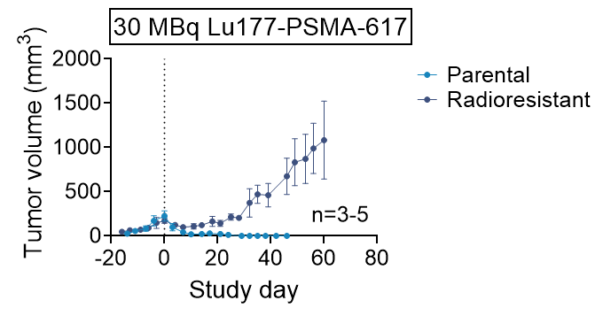 Tumor growth after single dose of 30MBq Lu177-PSMA-617.