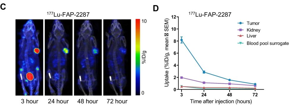 In vivo uptake of 177Lu-FAP-2287 into FAP-positive MCA205-mFAP syngeneic tumors